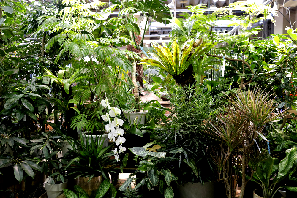 生命力あふれる観葉植物
