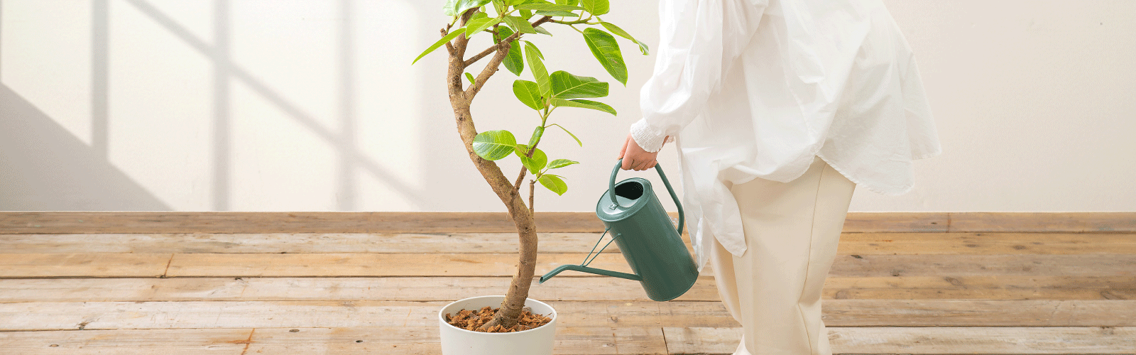観葉植物の置き場所のサムネイル