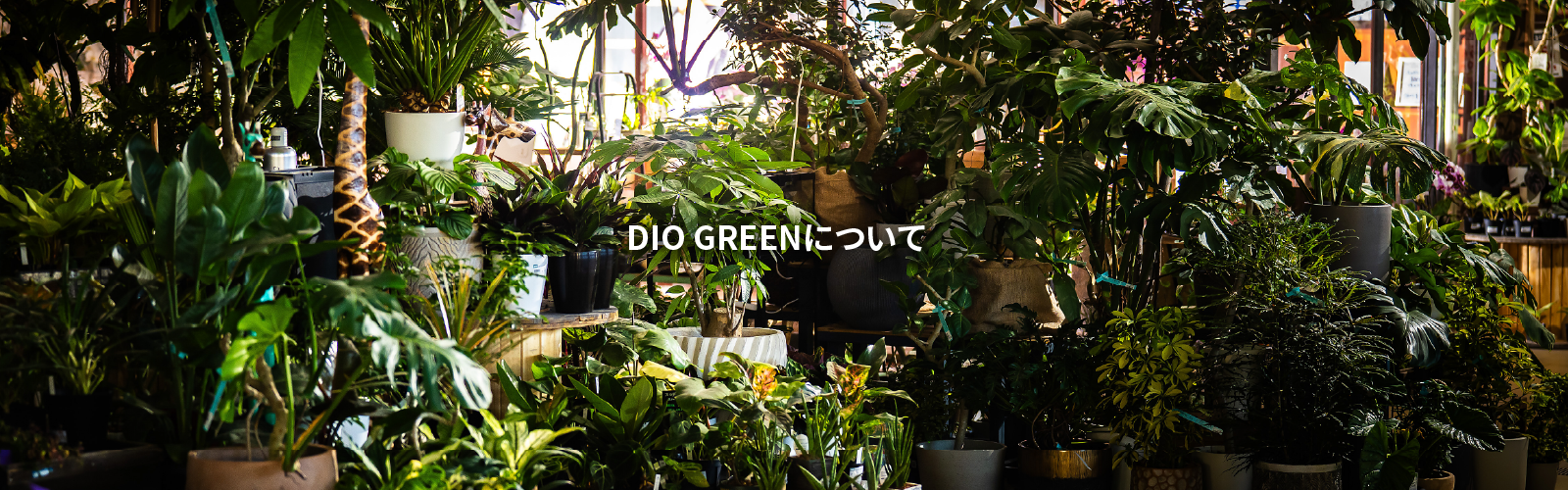 DIO店舗内観
